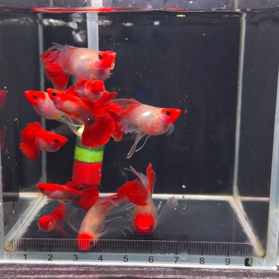 2-3厘米公母搭配淡水短体黄化深海蓝玻璃猫大C 5对