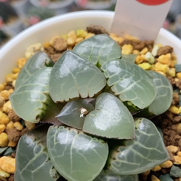 月光女神克311111111111