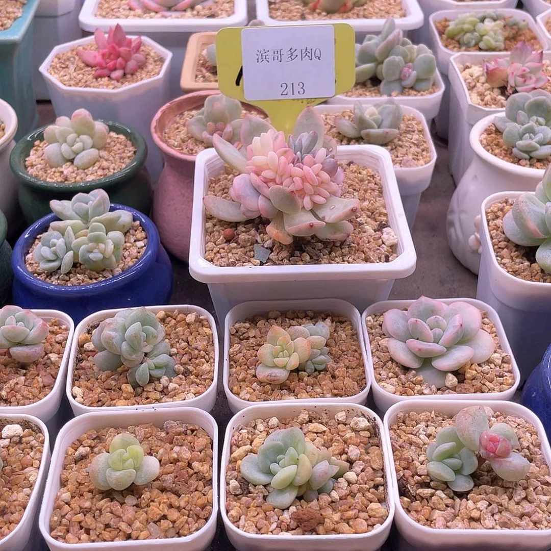 小**丶滨哥多肉Q213橙梦露锦缀