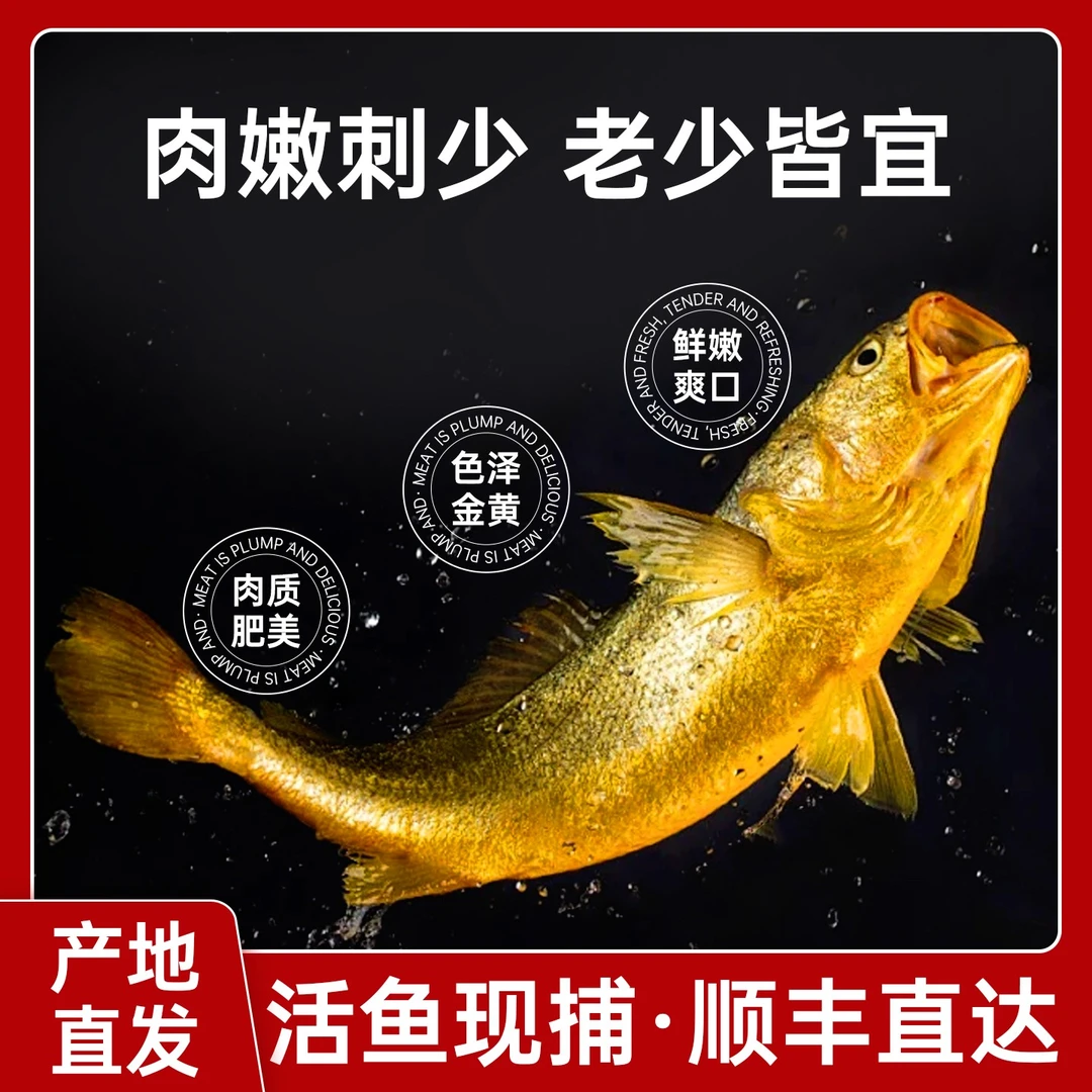 【6-8两/条】台州东海深海生态无激素大黄鱼  现捕锁鲜顺丰直达包邮