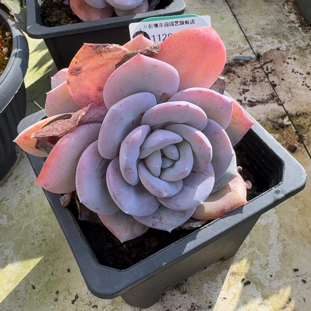 从前慢多肉精选编号1128.37