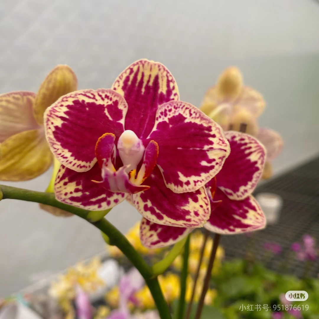 可乐蝴蝶兰观花植物苗【3.0寸杯】(顺丰快递】