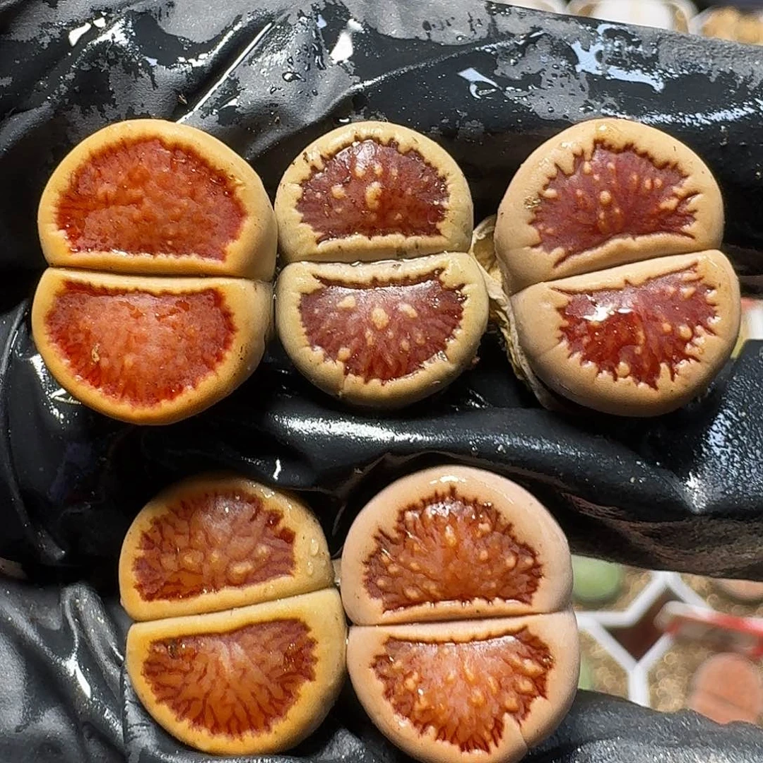 生石花等植物1111111。   235