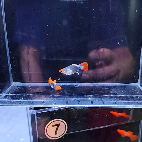 孔雀鱼19蓝贵族球一对