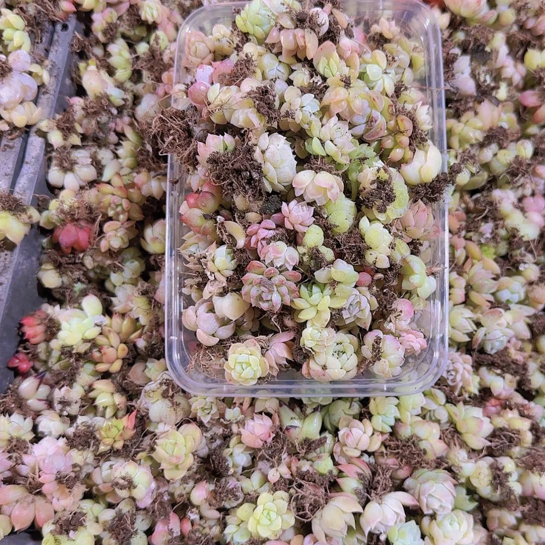 饭盒小苗保底100颗以上量拍