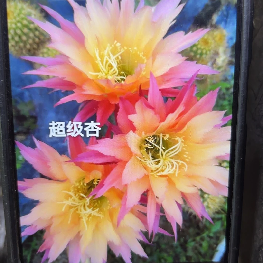 超级杏毛侧牙20包邮24