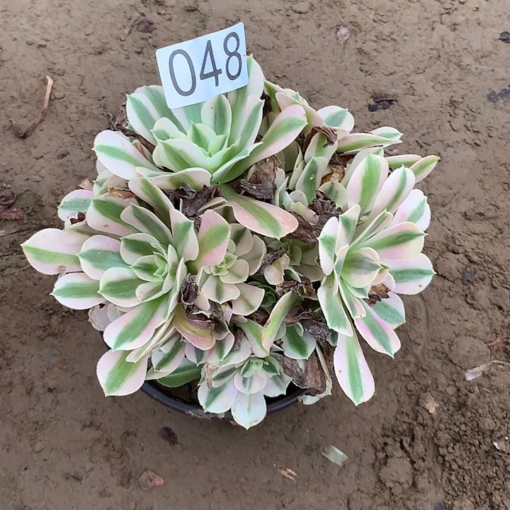 无花朵夏*048女巫多肉植物