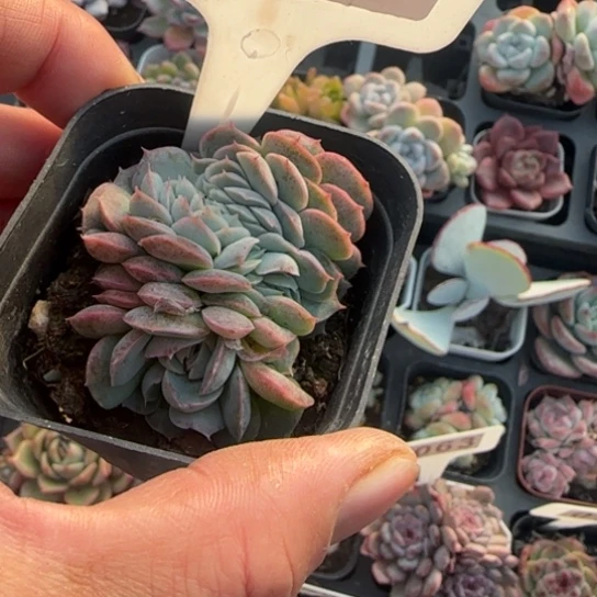 43桑切斯缀多肉植物多