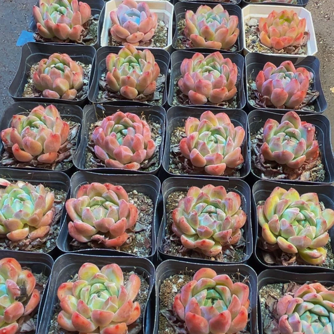 424多肉植物和植物