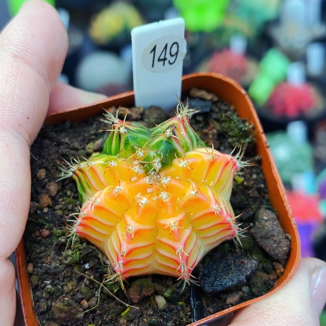 非偏远地区满25包邮仙人球