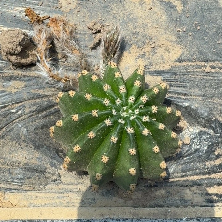 316金刚根脱土发货6公分左右，20包邮斑