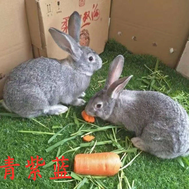 兔子活体肉兔苗小白兔比利时兔苗幼崽小兔子活物月月兔家养繁殖兔