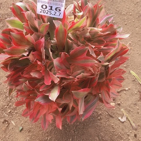 用****92.7-16女王多肉植物