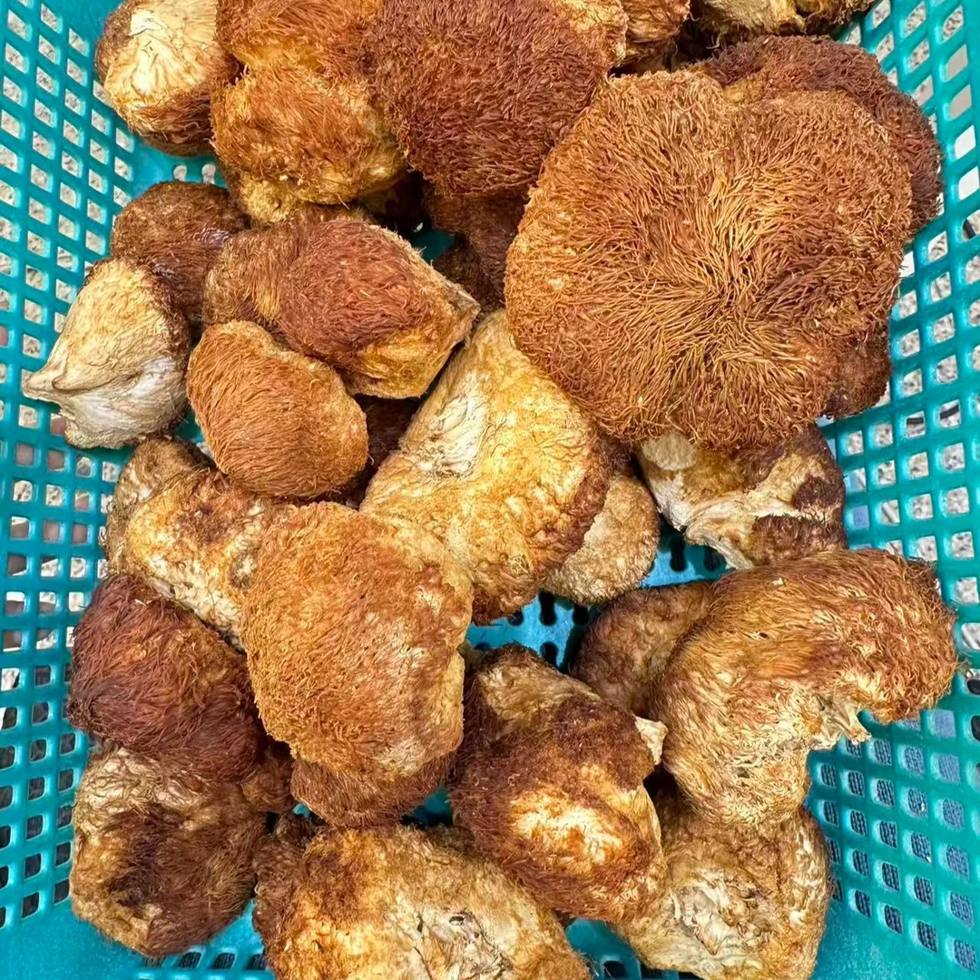 长白山 高原红毛猴头菇 统货天然山货营养丰富
