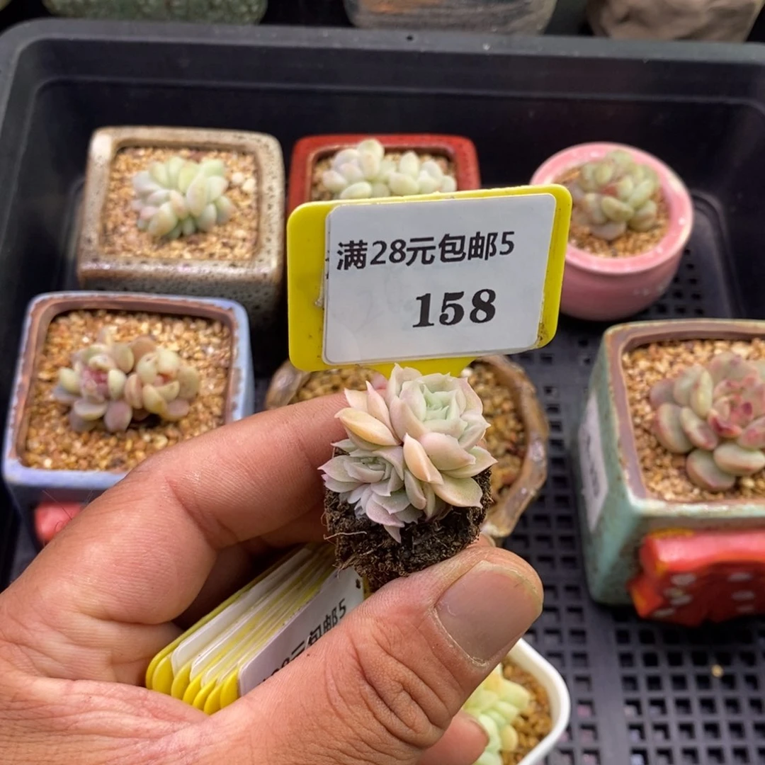 5158水晶虾饺多肉植物