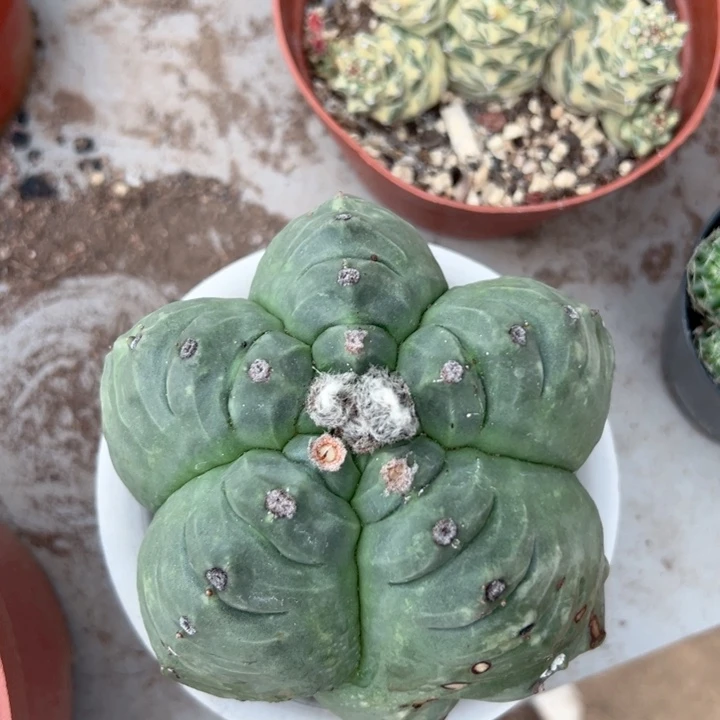 有***人恭喜发财恭喜发财