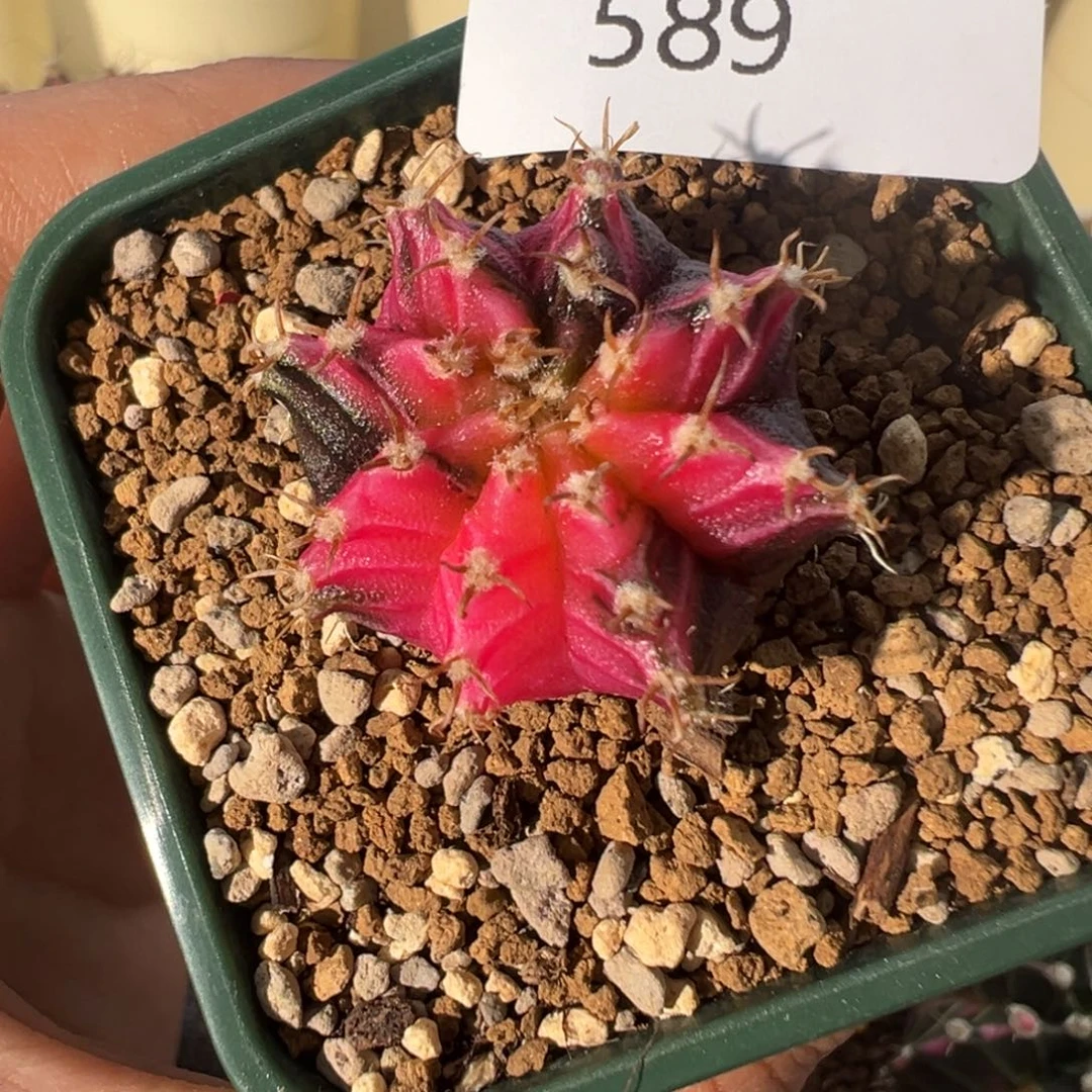 589 好看的米哈冲冲冲