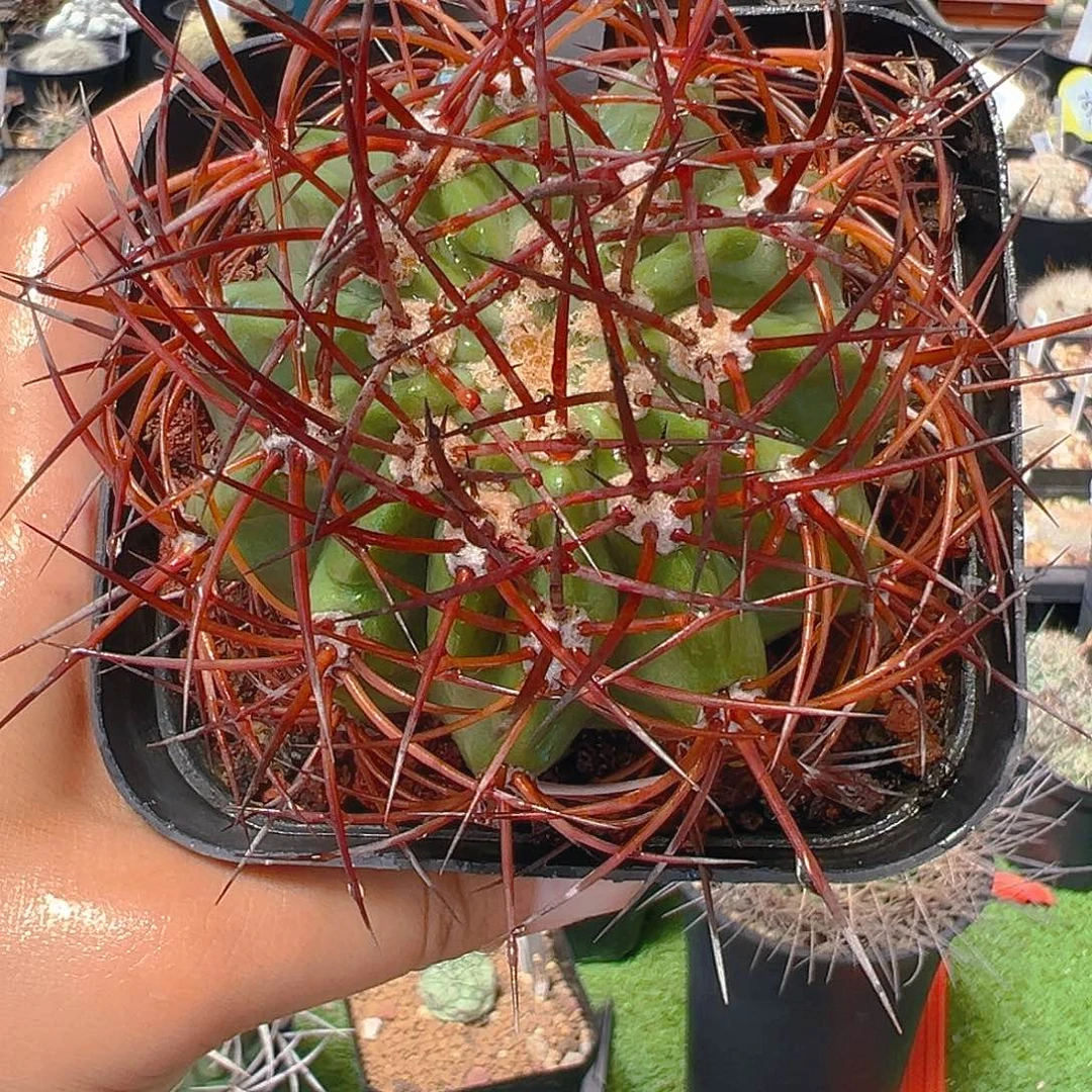 6748菲筒球实生裸根发