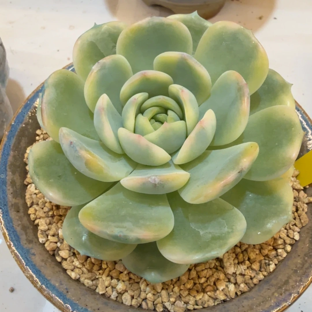 东云新品 安吉园艺锦