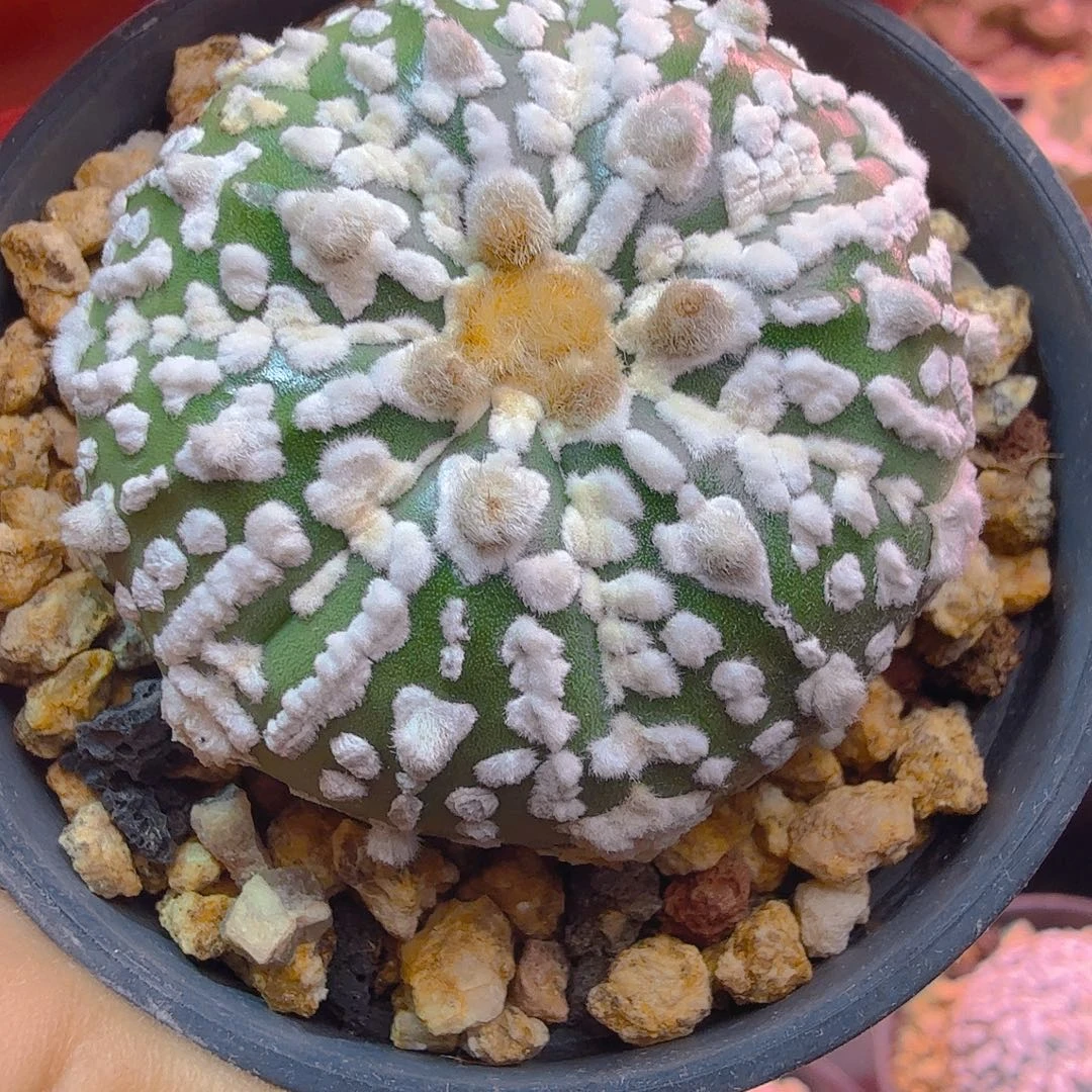 箭头v柱子多肉植物特价