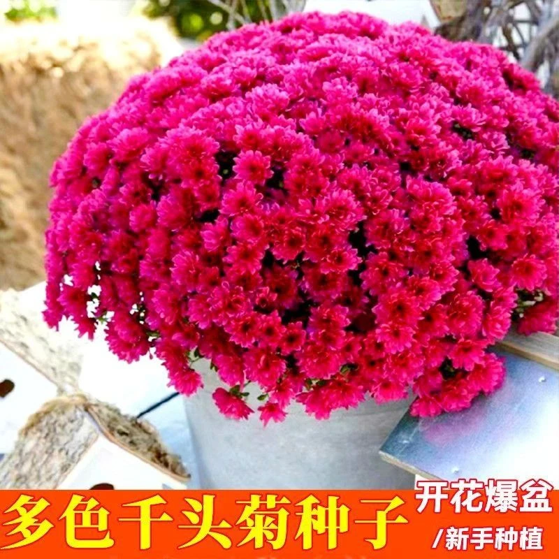 菊花种子千头菊花种子阳台庭院盆栽易活花草花卉种子小雏菊花种籽