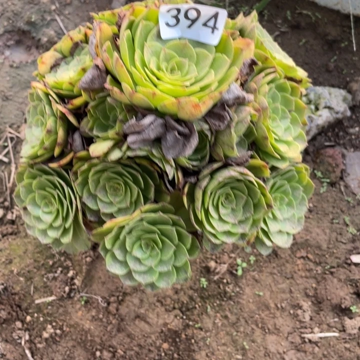 无花朵394多肉植物万拉丝