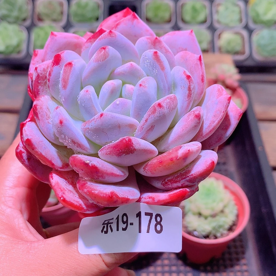 乐然19-178 橙梦露