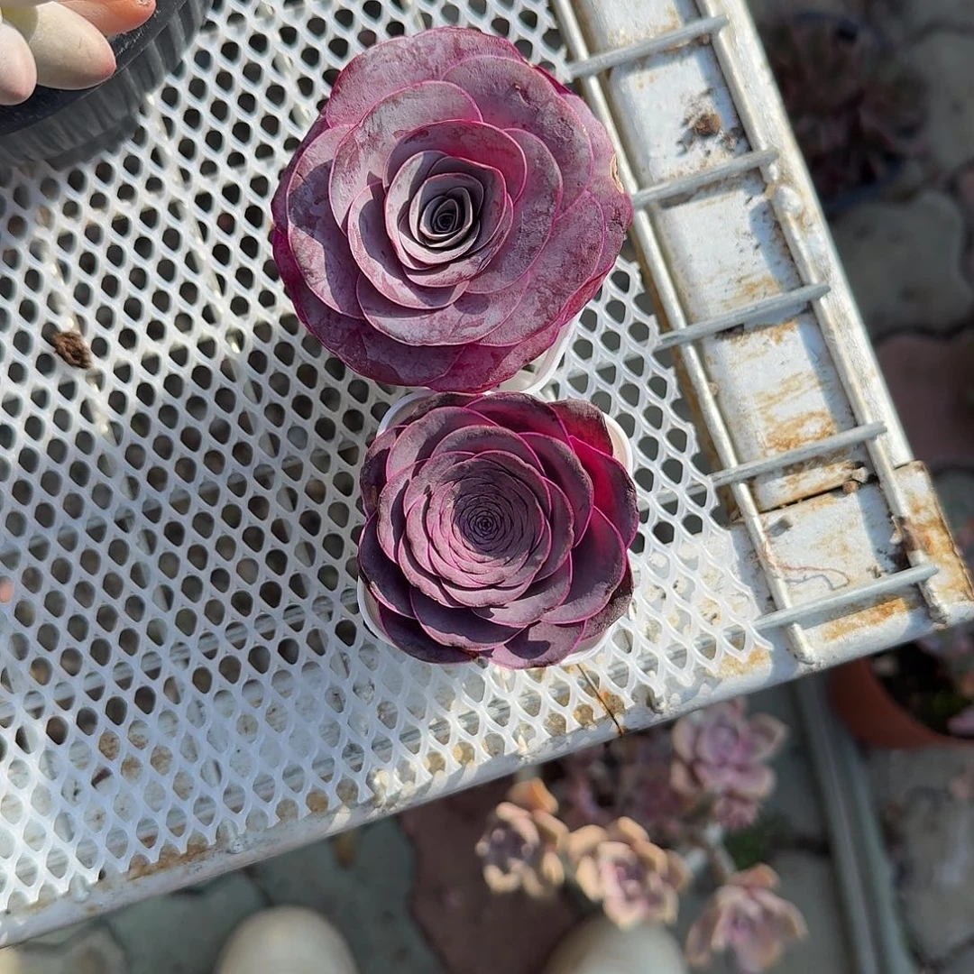 小***女吸色玫瑰两颗多肉