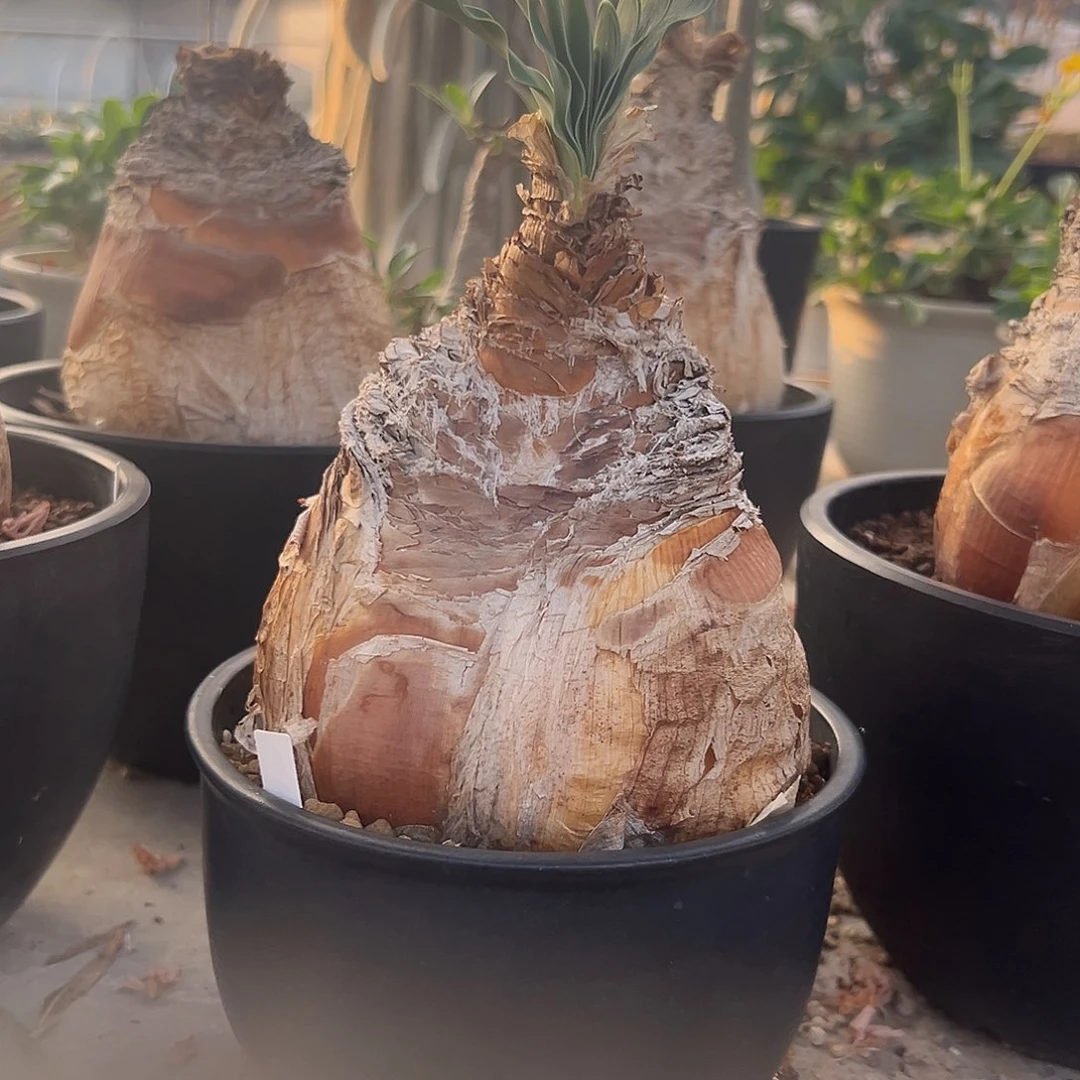 完全开放巨凤之卵gggg