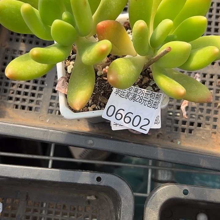 幸运儿是一位非常优秀