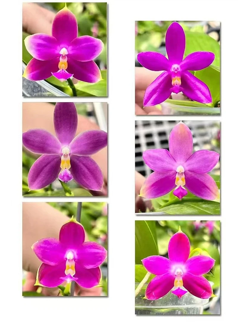 实生紫精灵 3寸 开花株 少根 瑕疵 鲜花绿植 蝴蝶兰