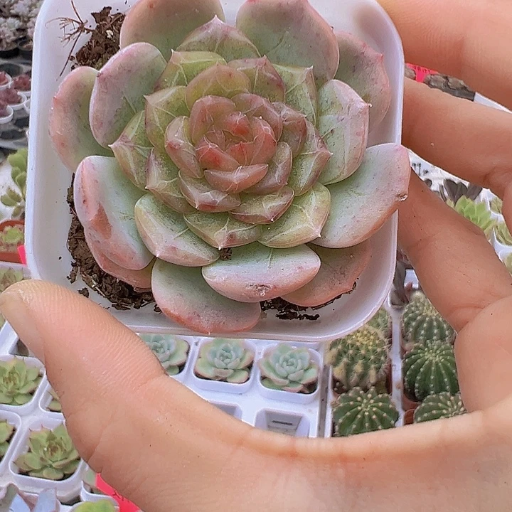 彩恋带盆19包邮多肉