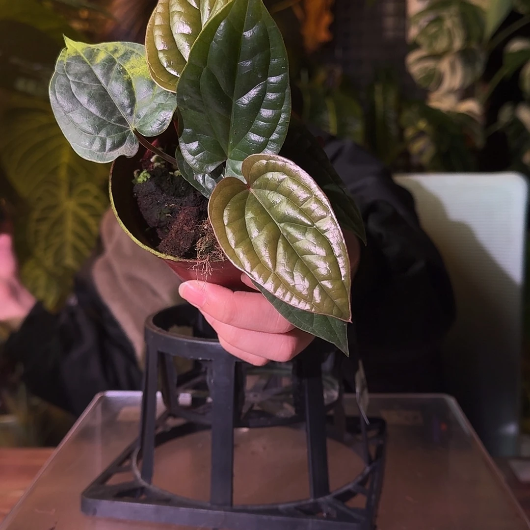 不开花植物G502恶魔花烛