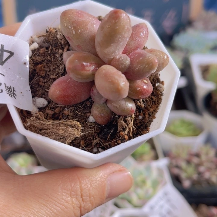 497糖果莫拉丝锦多肉植物