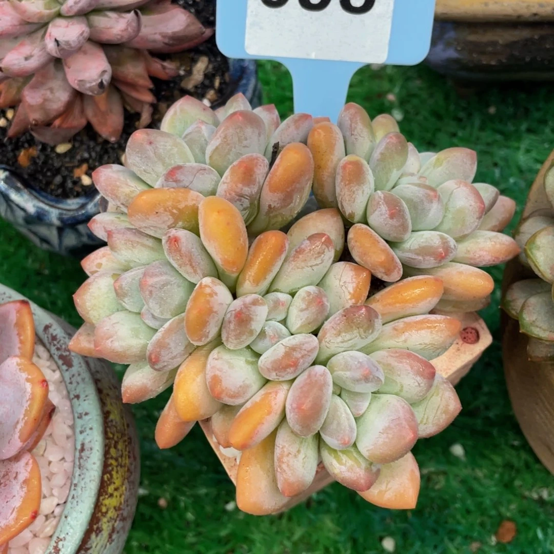 香水多肉植物盆栽多肉植物