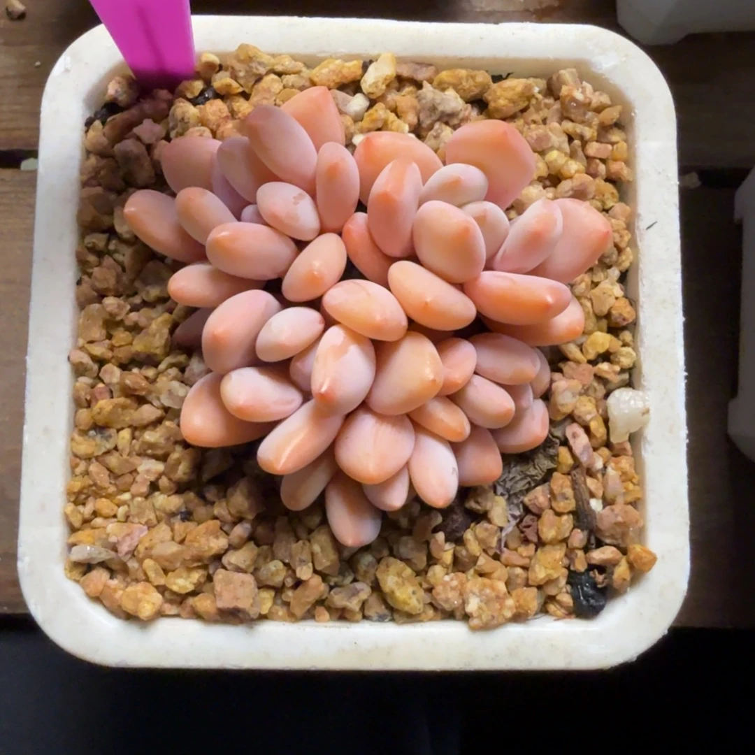 珍舞奶酪3333333333333