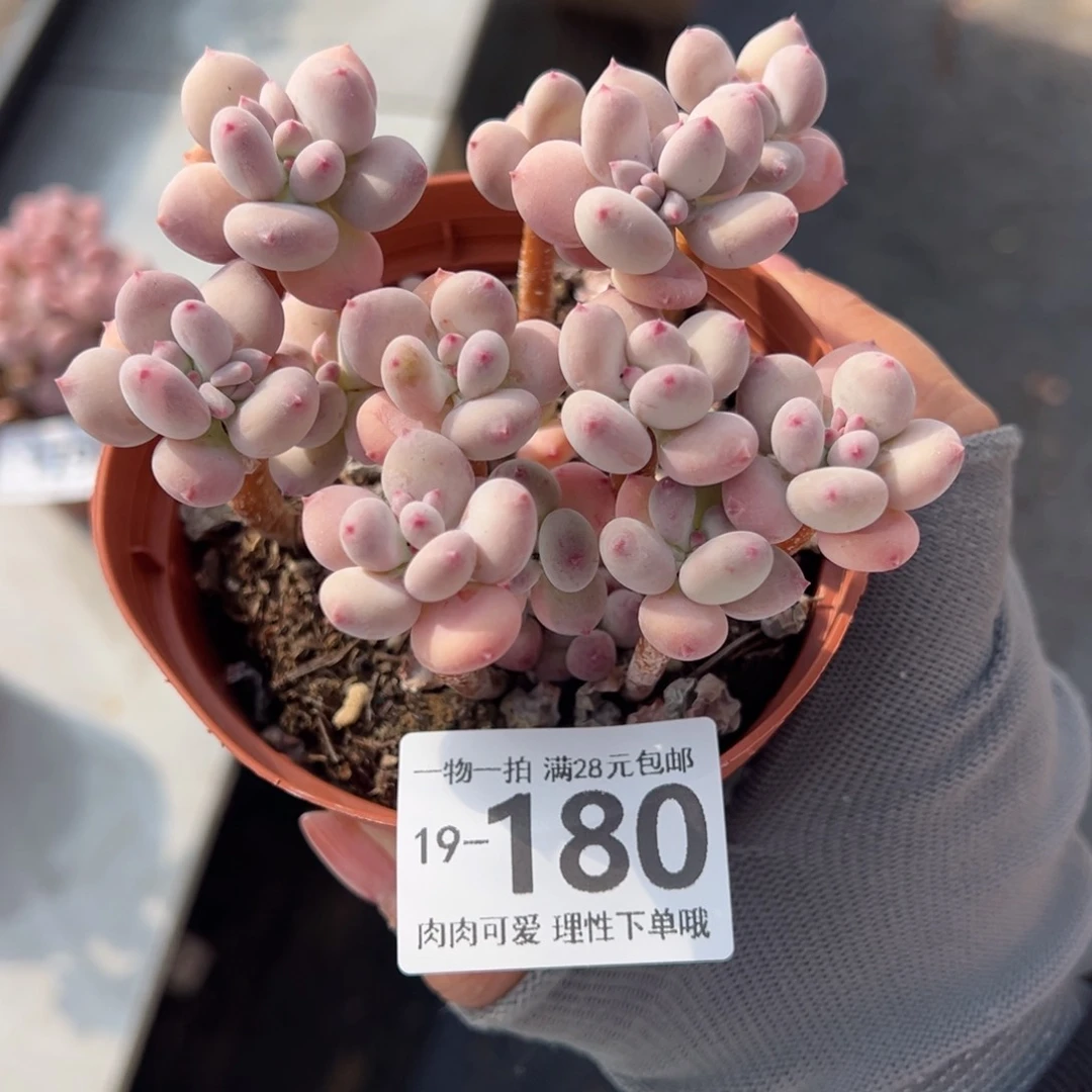 苹果奶不包整多肉多肉多肉多肉