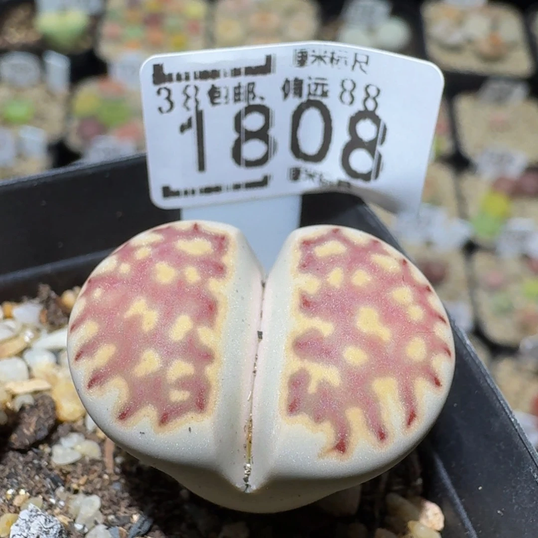 Ssss精品生石花1808