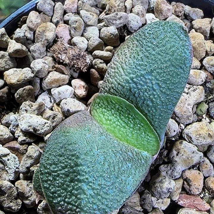 大***帥达摩旋转凸釉侧芽