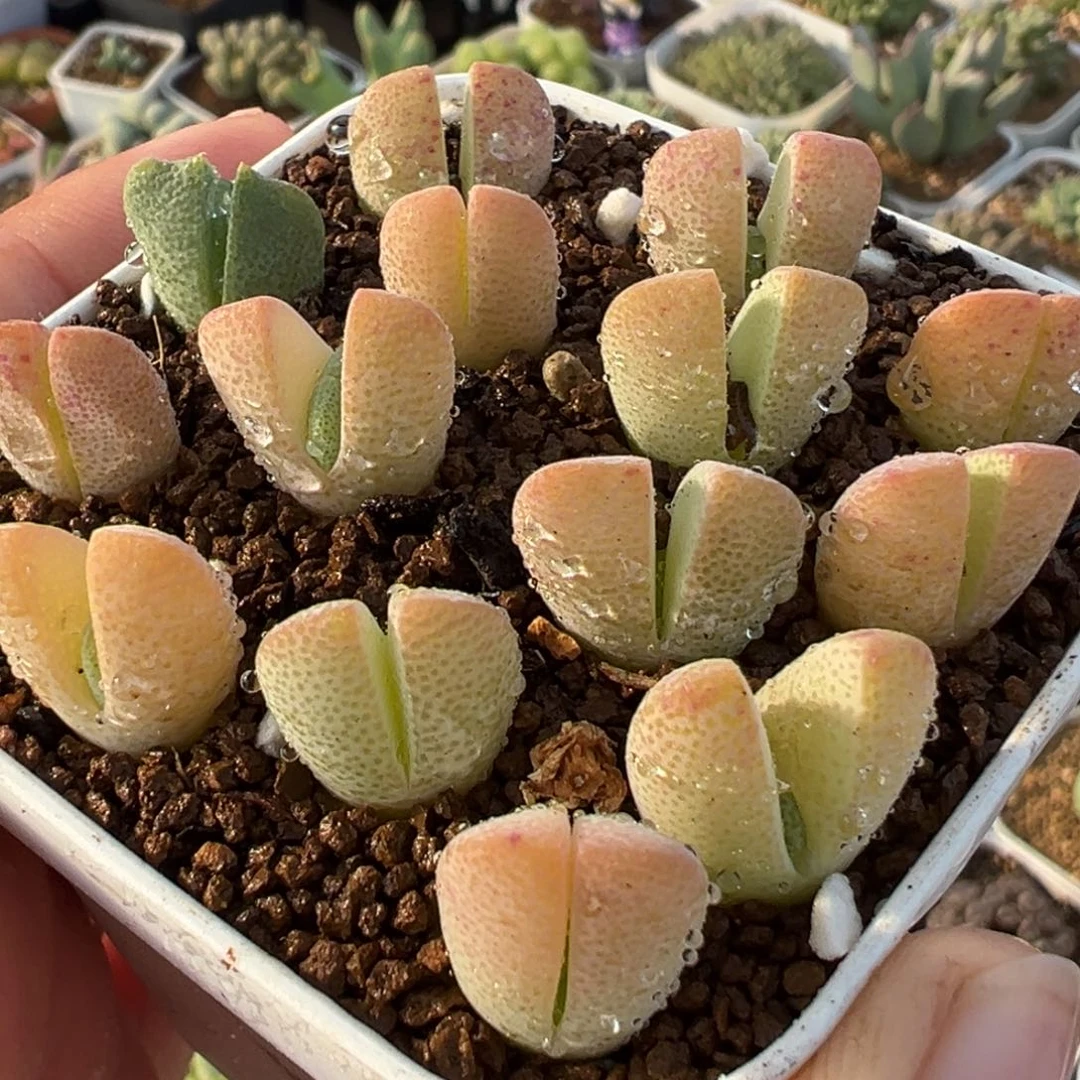 163多肉植物种类多样