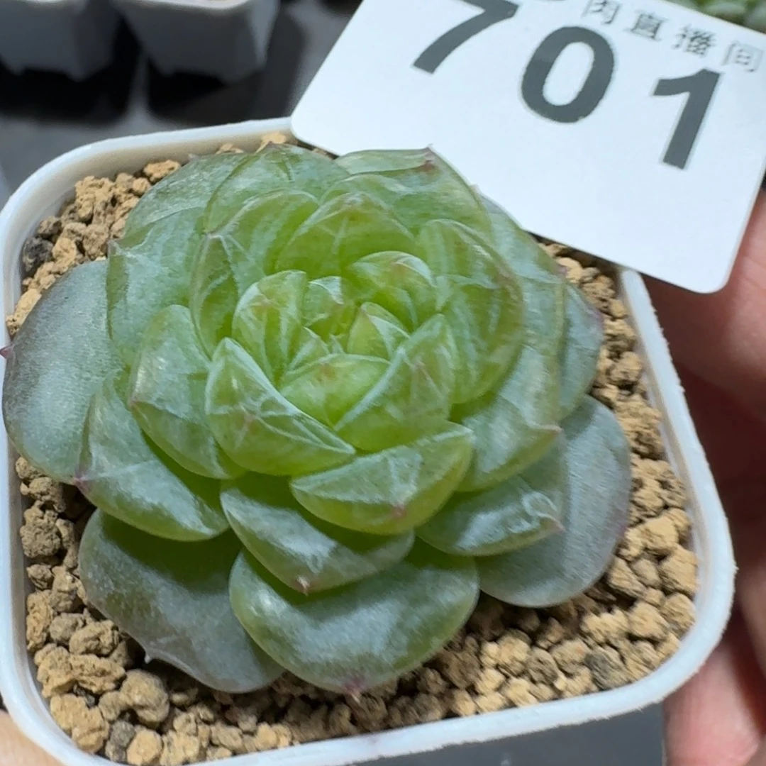 透体珍妮        精美多肉植物