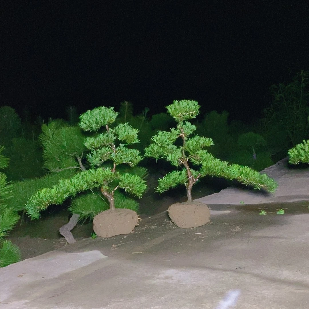 500/2颗小叶雀舌罗汉松