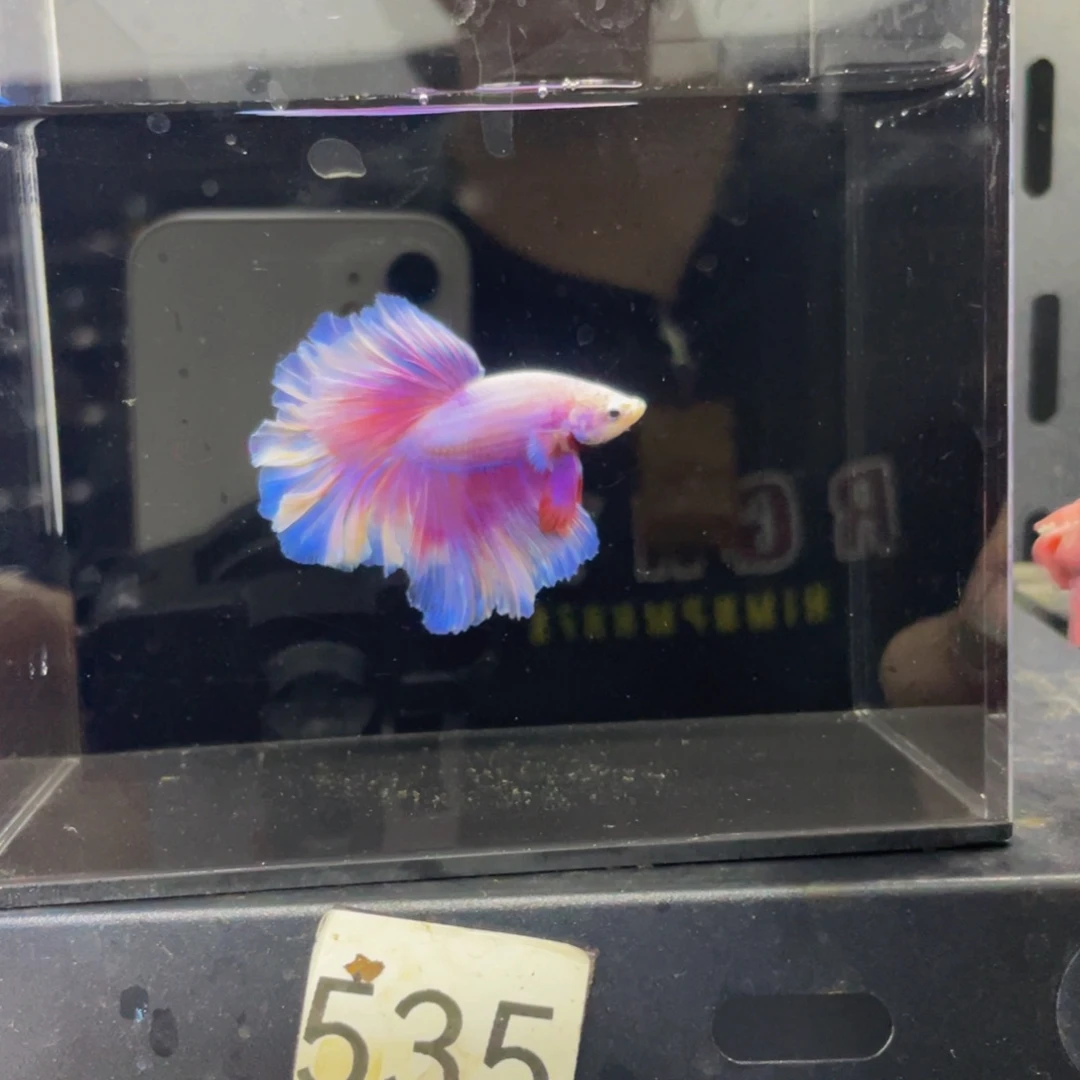 蓝口孵鱼哈哈哈哈手机号535