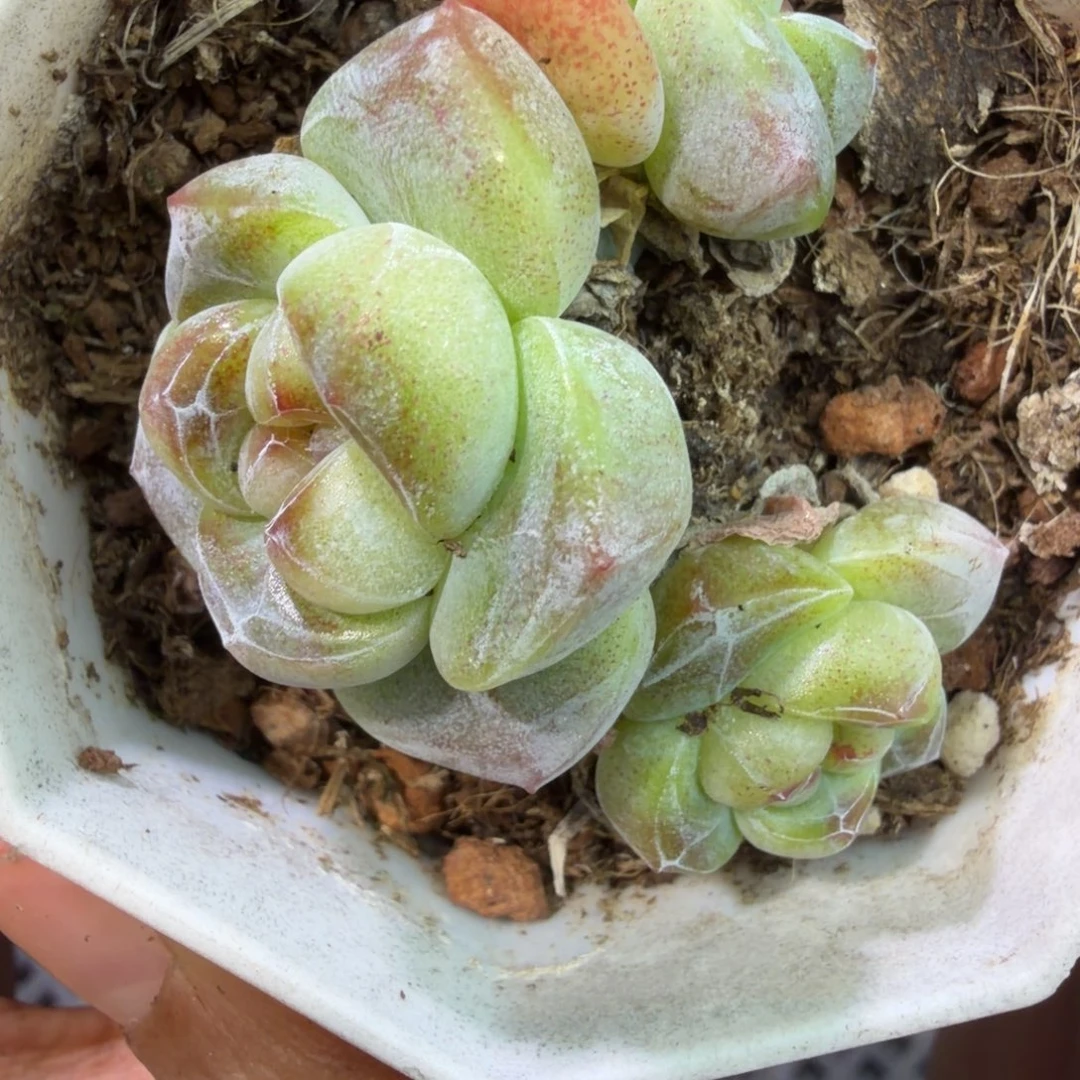 108 号到手一筐江北多肉