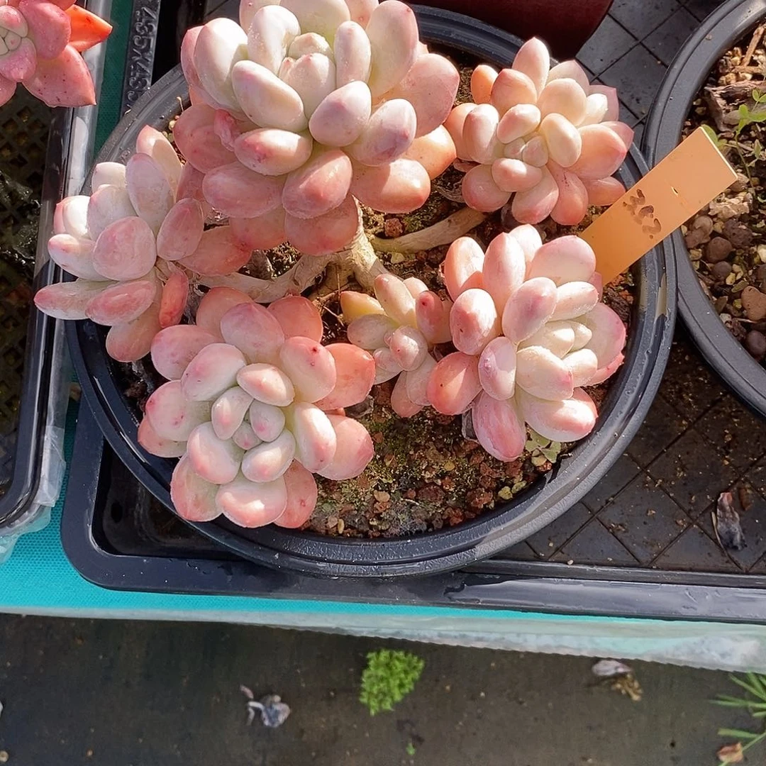 冰*352多肉植物老桩