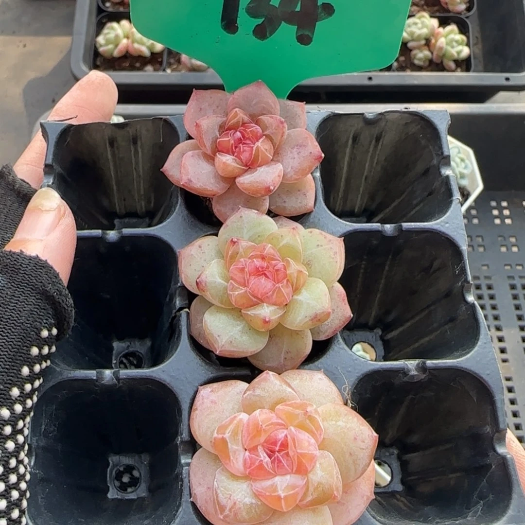 134哈哈哈哈哈哈哈哈哈