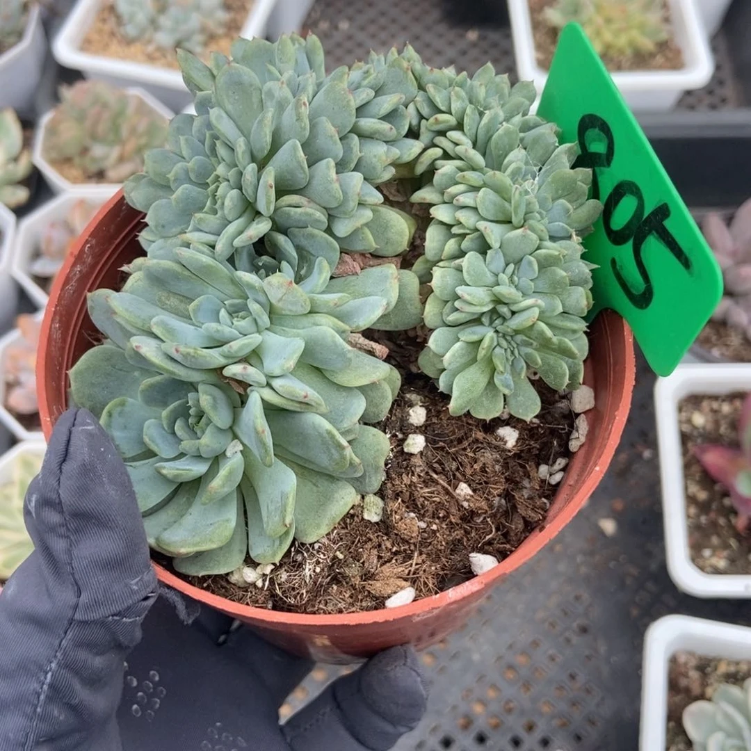 805白胖子缀多肉植物保护