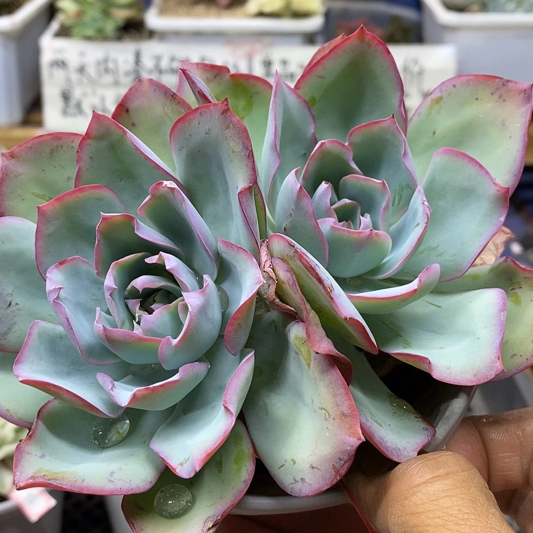 1156 霓虹灯双头有砍
