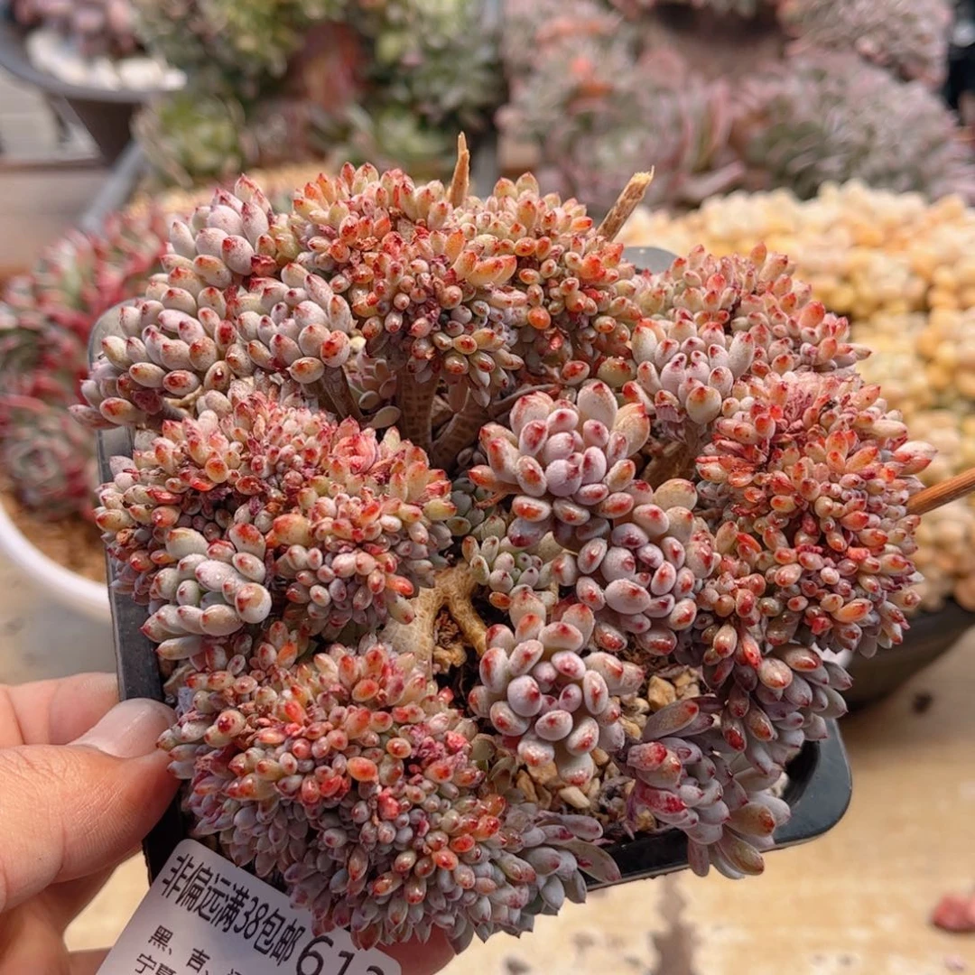 613小蓝豆德华多肉