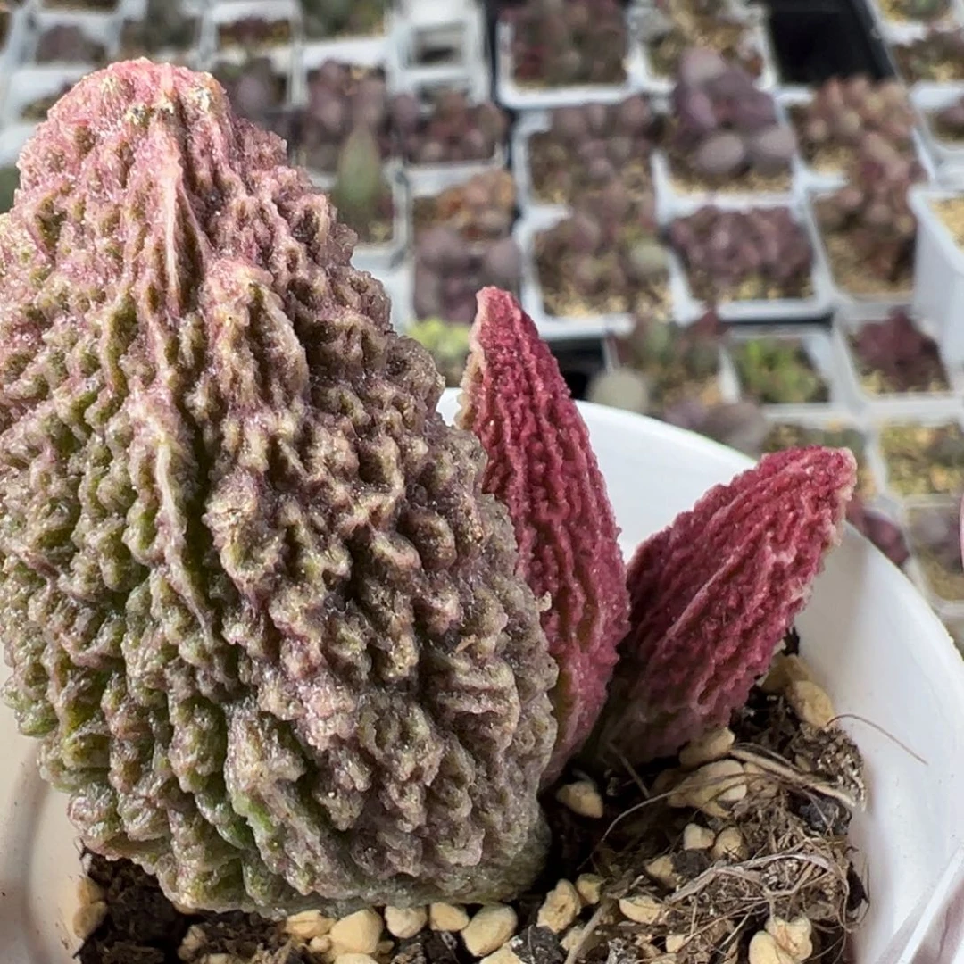 超大母叶古灵阁大苗多肉植物水泡
